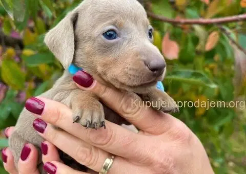 Mini Jazavičar prelepi štenci - 4/10