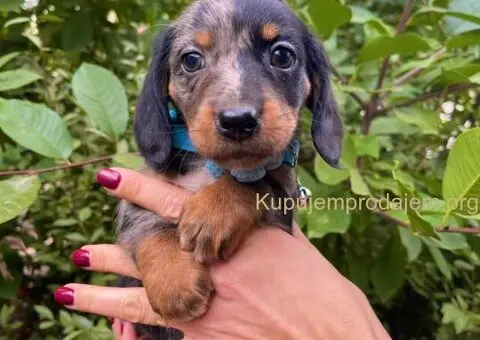 Mini Jazavičar prelepi štenci - 5/10