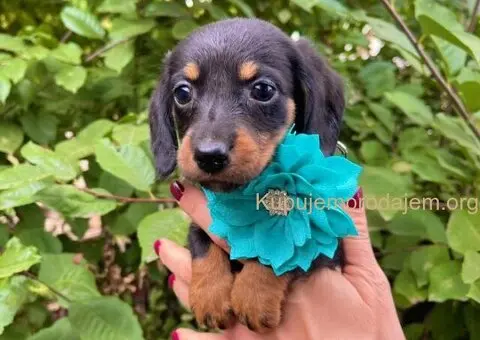 Mini Jazavičar prelepi štenci - 6/10