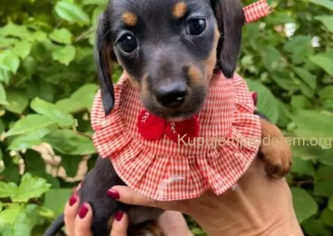 Mini Jazavičar prelepi štenci - 8/10