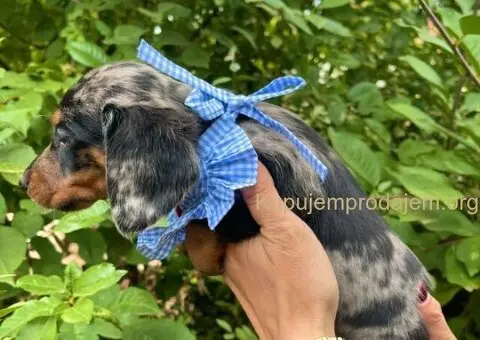 Mini Jazavičar prelepi štenci - 9/10