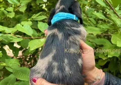 Mini Jazavičar prelepi štenci - 10/10