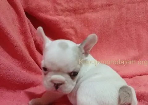 Francuski buldog egzotika - 1/6