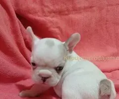 Francuski buldog egzotika