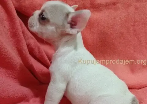 Francuski buldog egzotika - 2/6