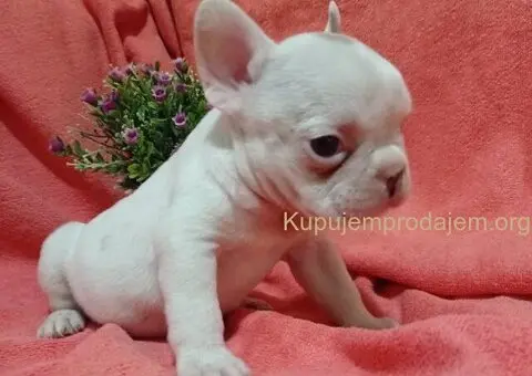 Francuski buldog egzotika - 3/6