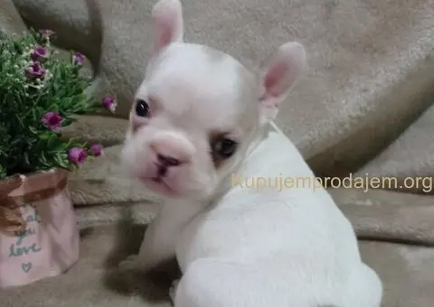 Francuski buldog egzotika - 4/6