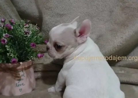 Francuski buldog egzotika - 5/6
