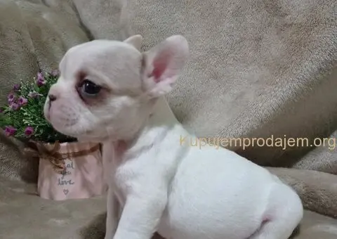 Francuski buldog egzotika - 6/6