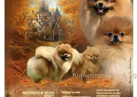 Prelepi pomeranac - 1/5