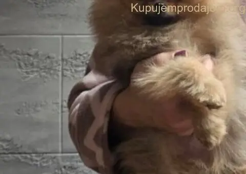 Prelepi pomeranac - 2/5