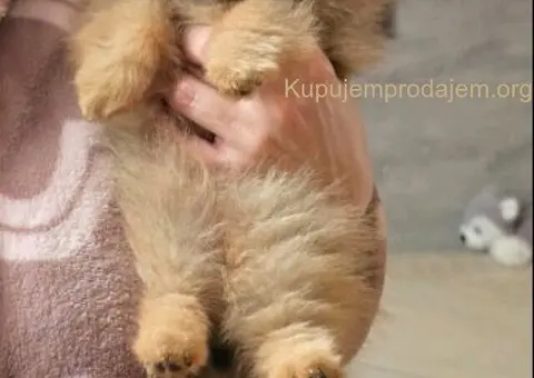 Prelepi pomeranac - 3/5