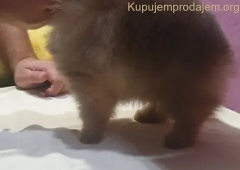 Prelepi pomeranac - 4/5