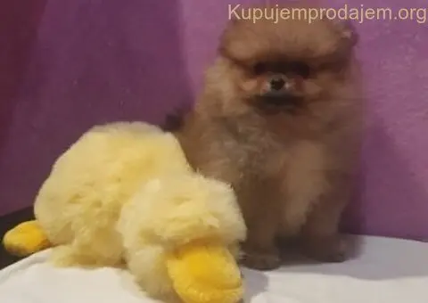 Prelepi pomeranac - 5/5