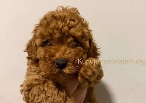 Prodaja pomeranaca i pudli - 1/4