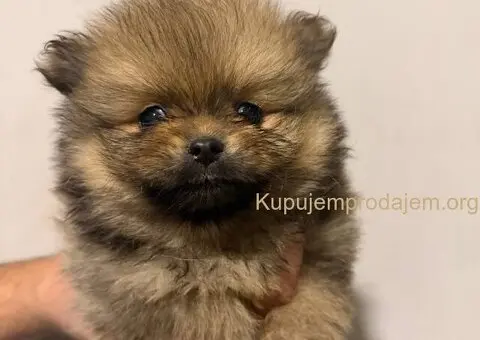 Prodaja pomeranaca i pudli - 3/4