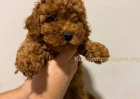 Prodaja pomeranaca i pudli - 4/4