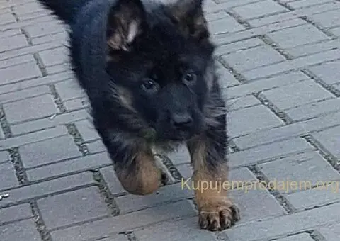 Nemacki ovcar stenad - 2/5