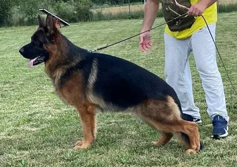 Nemacki ovcar stenad - 4/5