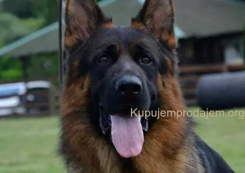Nemacki ovcar stenad - 5/5