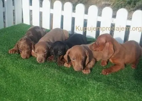 Patuljasti jazavicari - 1/5