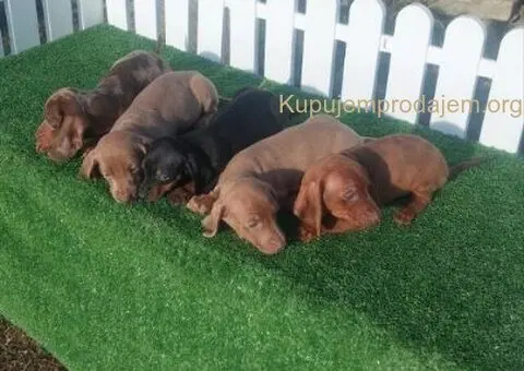 Patuljasti jazavicari - 2/5