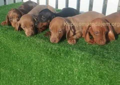 Patuljasti jazavicari - 3/5