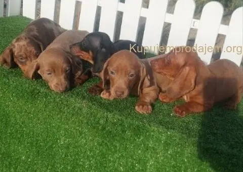 Patuljasti jazavicari - 4/5