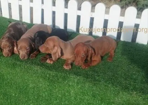 Patuljasti jazavicari - 5/5