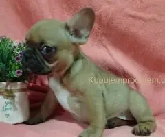 Francuski buldog stene