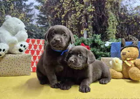 Izuzetna čokoladna štenad Labrador retrivera - 1/7