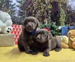 Izuzetna čokoladna štenad Labrador retrivera