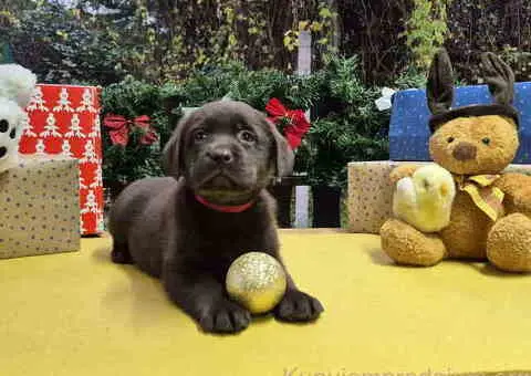 Izuzetna čokoladna štenad Labrador retrivera - 2/7