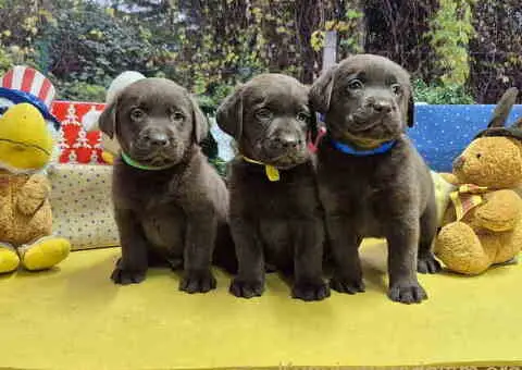 Izuzetna čokoladna štenad Labrador retrivera - 3/7