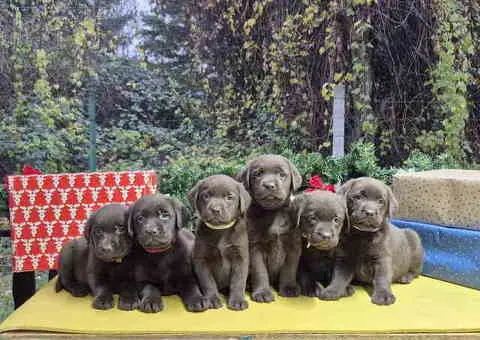 Izuzetna čokoladna štenad Labrador retrivera - 4/7
