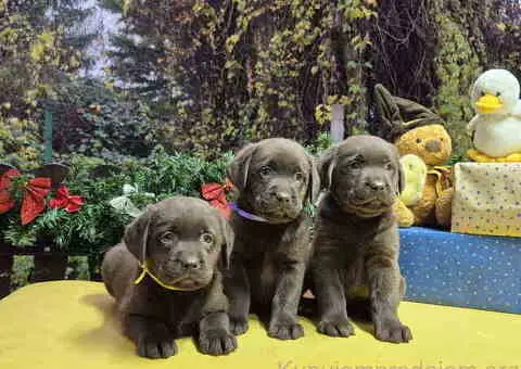 Izuzetna čokoladna štenad Labrador retrivera - 5/7