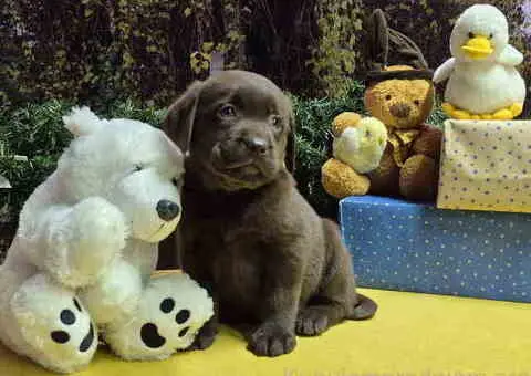 Izuzetna čokoladna štenad Labrador retrivera - 6/7