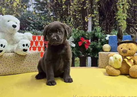 Izuzetna čokoladna štenad Labrador retrivera - 7/7