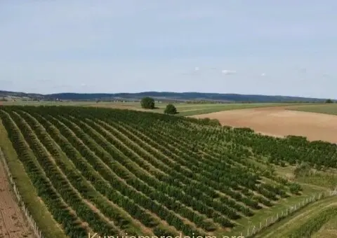 Plantaža lešnika-Sremska Mitrovica-Ležimir 378ari - 1/14