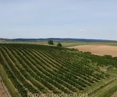 Plantaža lešnika-Sremska Mitrovica-Ležimir 378ari