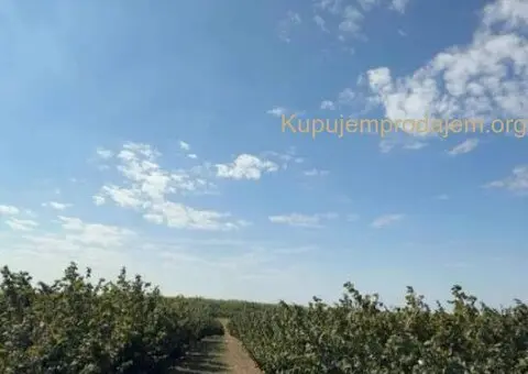 Plantaža lešnika-Sremska Mitrovica-Ležimir 378ari - 2/14