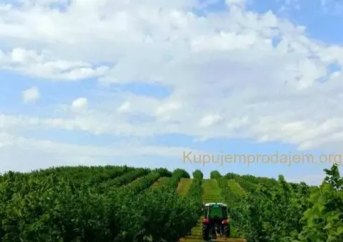 Plantaža lešnika-Sremska Mitrovica-Ležimir 378ari - 3/14