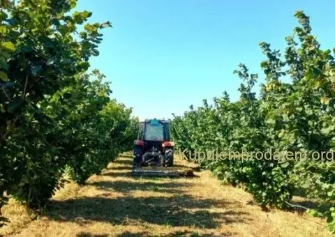 Plantaža lešnika-Sremska Mitrovica-Ležimir 378ari - 4/14