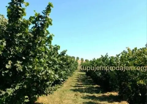 Plantaža lešnika-Sremska Mitrovica-Ležimir 378ari - 5/14