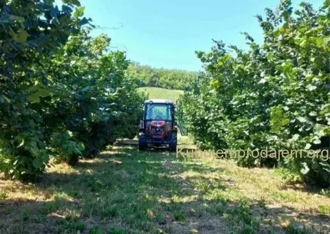 Plantaža lešnika-Sremska Mitrovica-Ležimir 378ari - 6/14