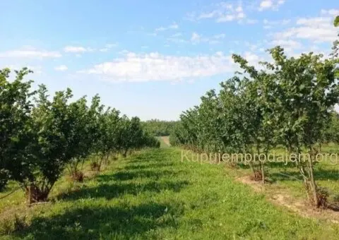 Plantaža lešnika-Sremska Mitrovica-Ležimir 378ari - 8/14