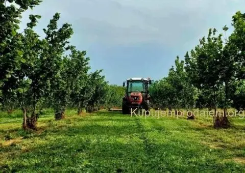 Plantaža lešnika-Sremska Mitrovica-Ležimir 378ari - 9/14
