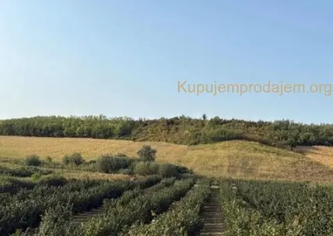 Plantaža lešnika-Sremska Mitrovica-Ležimir 378ari - 10/14