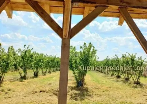 Plantaža lešnika-Sremska Mitrovica-Ležimir 378ari - 11/14