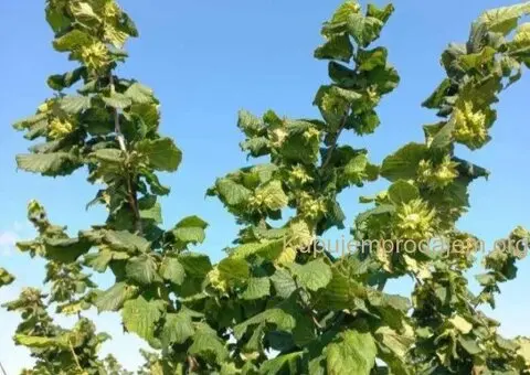 Plantaža lešnika-Sremska Mitrovica-Ležimir 378ari - 12/14